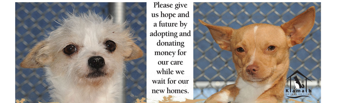 Klamath Animal Shelter Klamath Animal Shelter