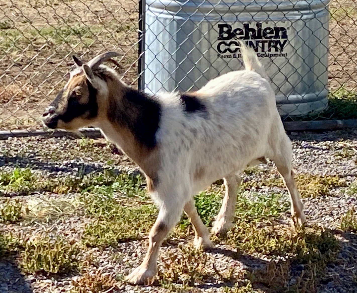 Sponsor Phoebe